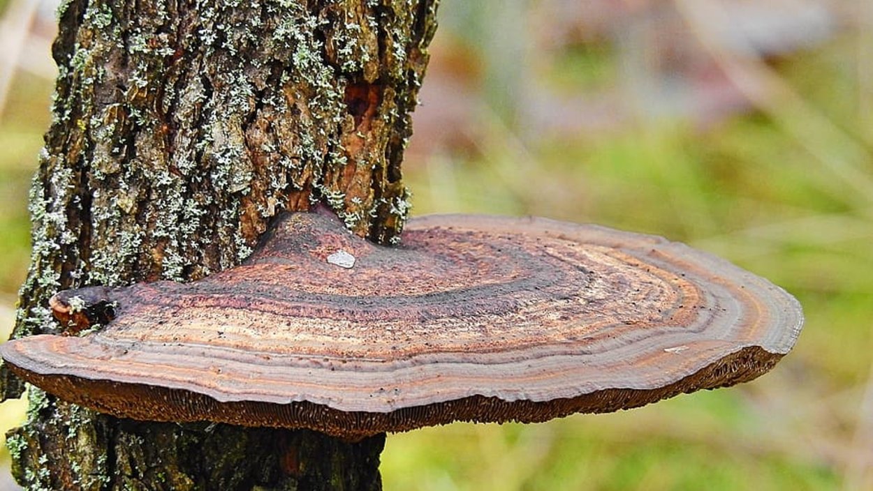 Phellinus conchatus