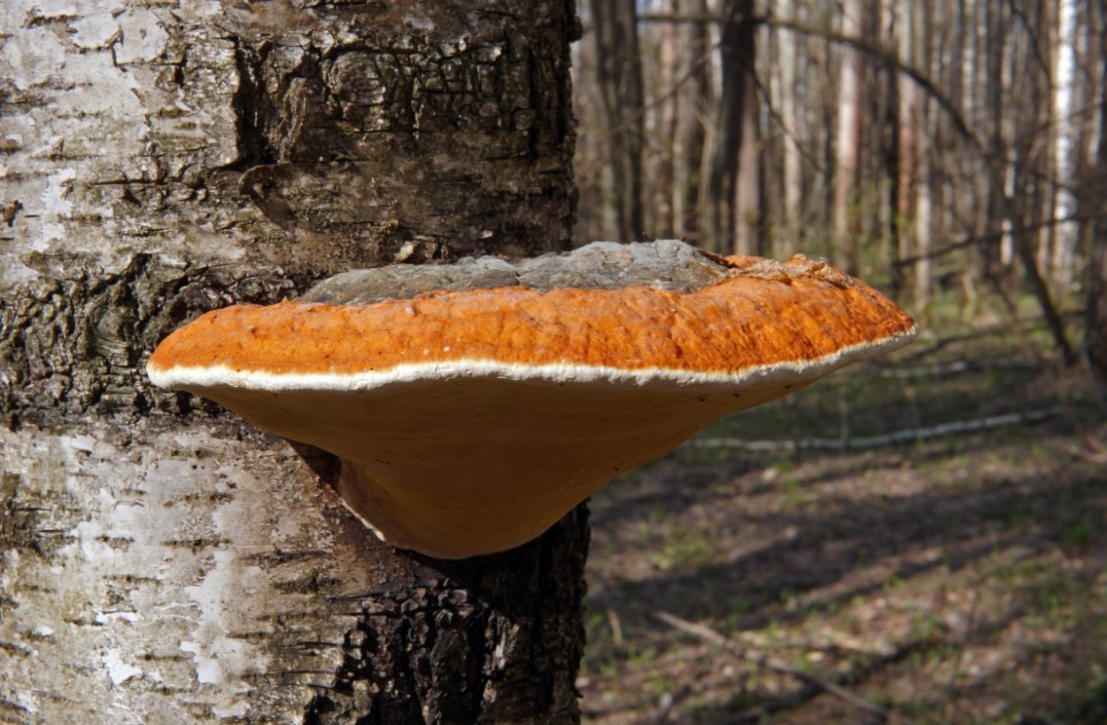 Трутовик Литшауэра