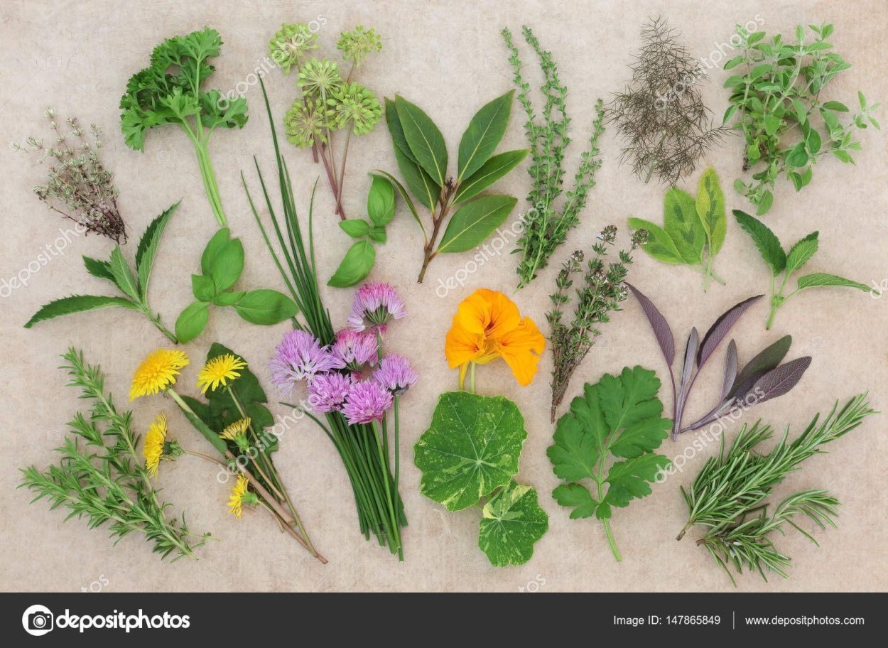 Травы примеры для еды