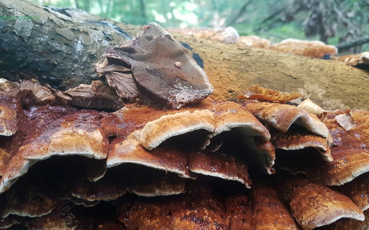 Грибом fomes fomentarius Gill.— Настоящий трутовик. Срез дерева