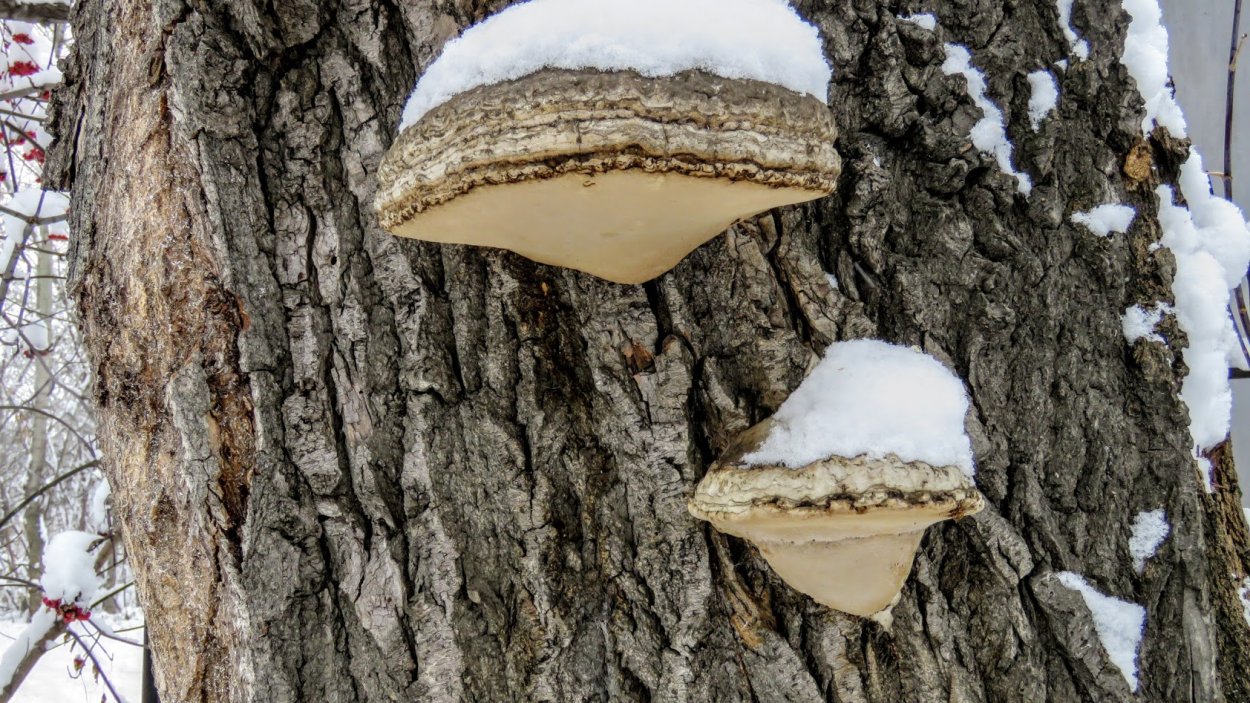 Polyporus squamosus гименофор