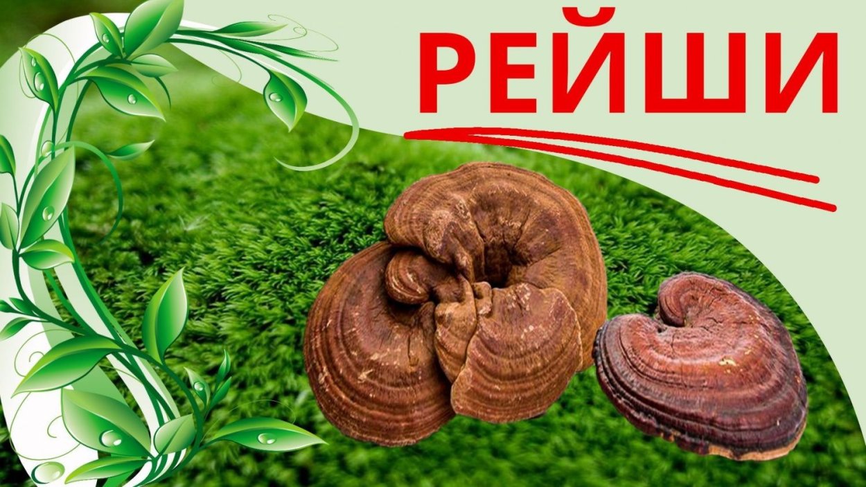 Фунгус древесный гриб