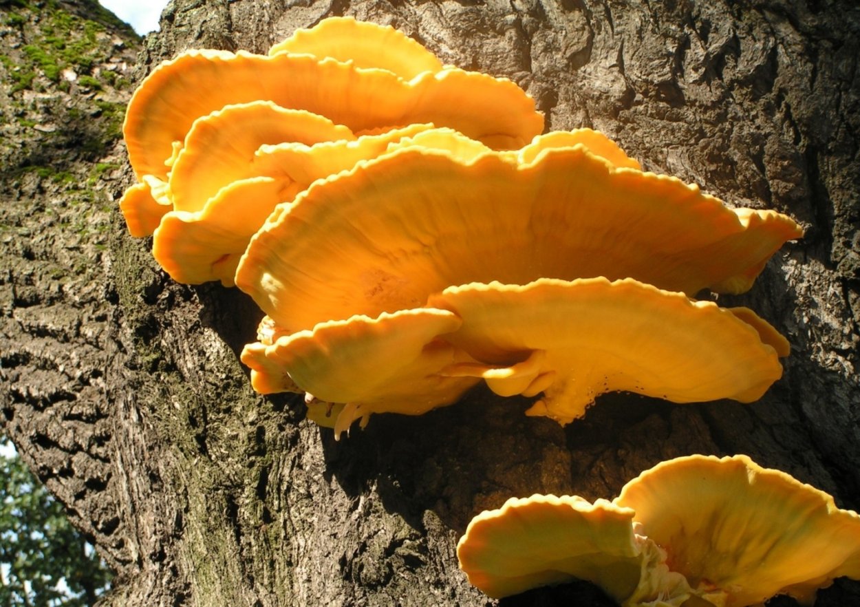 Грибы на старых деревьях