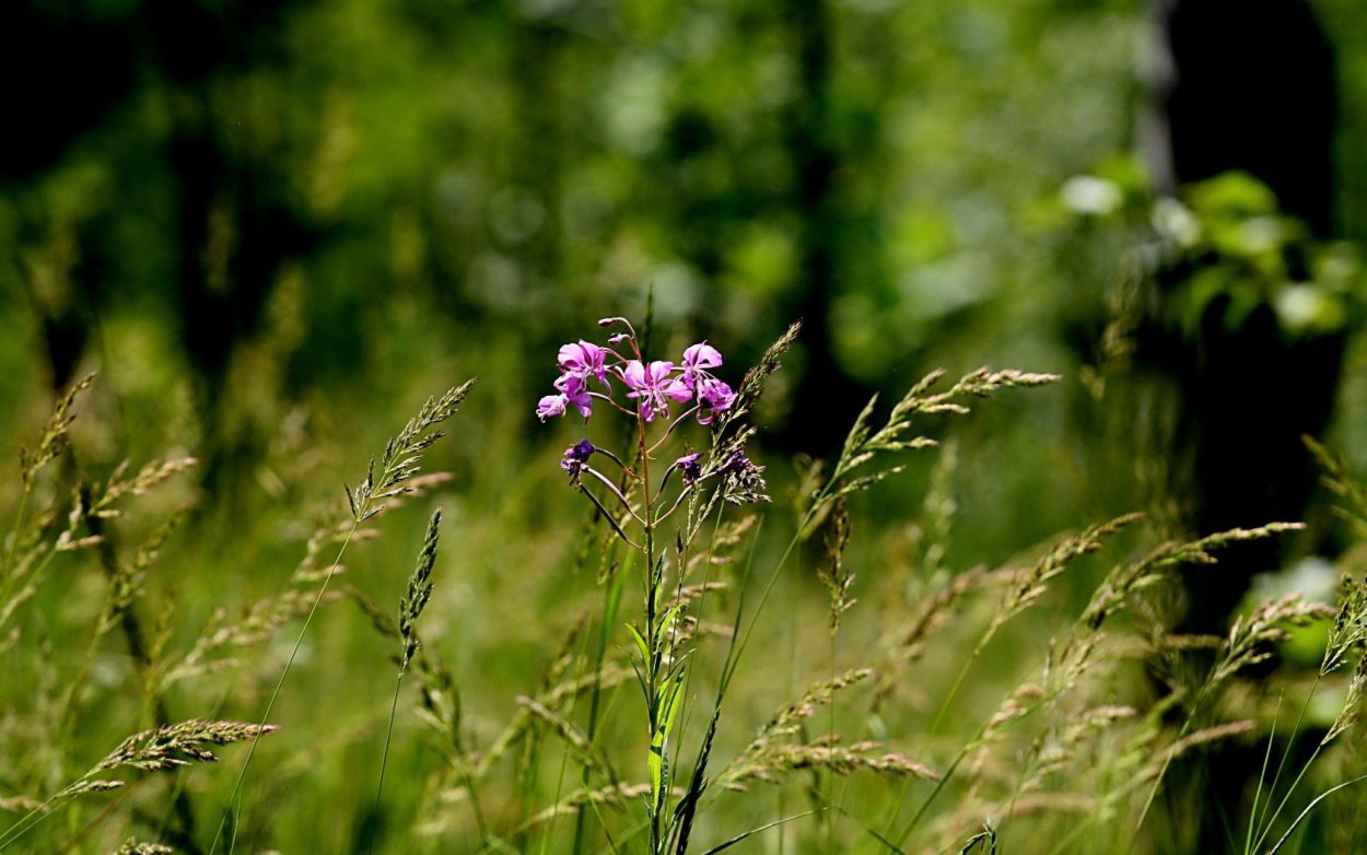Лесные травы и цветы