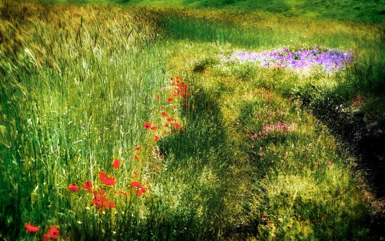 Трава на лугу