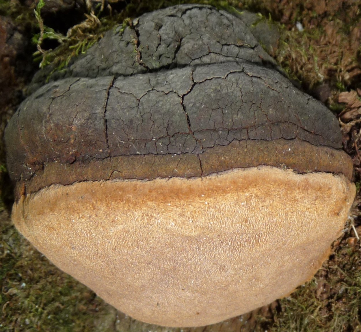 Грибы Пермского края