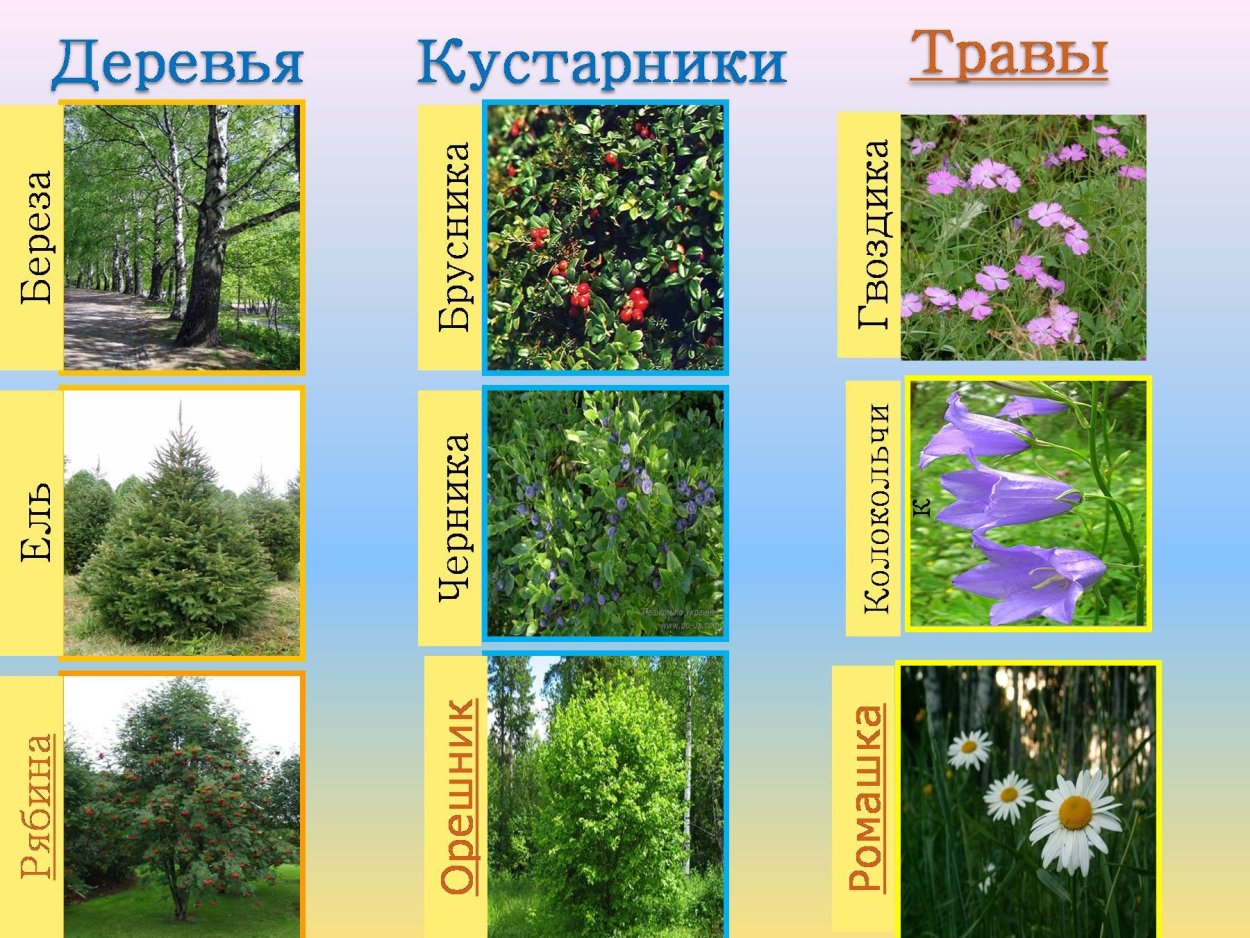 Кустарники и травы