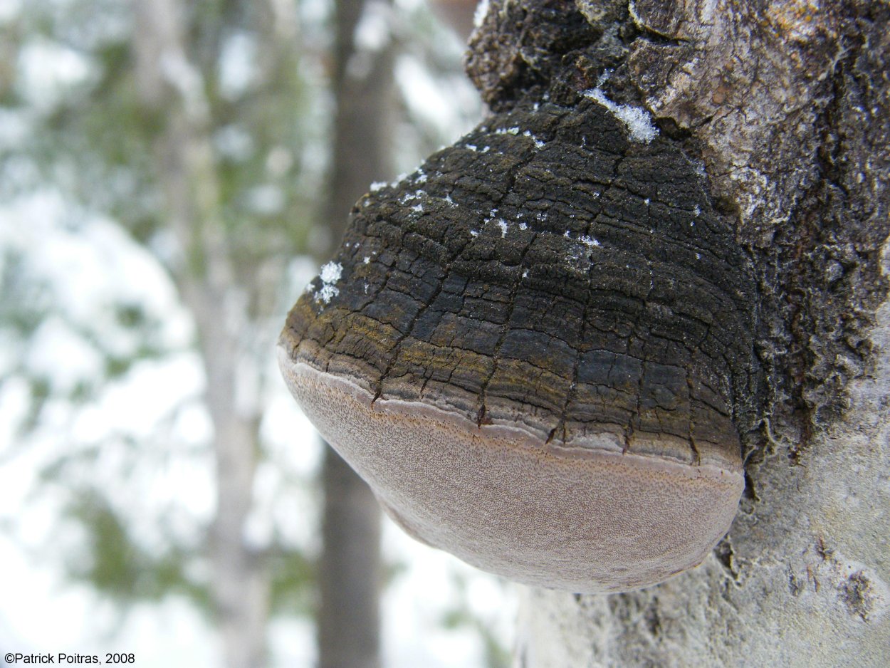 Трутовик желтый