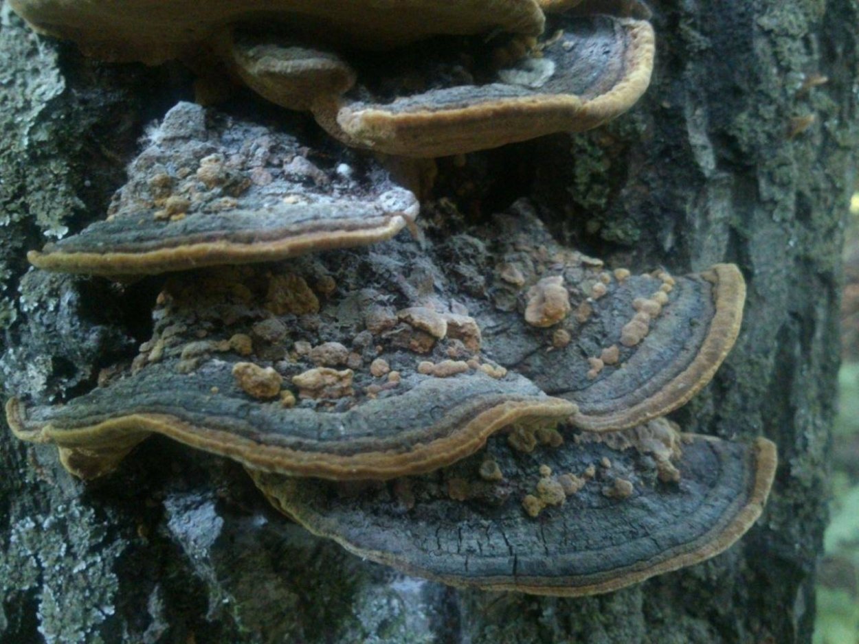 Трутовик вешенки Березовая