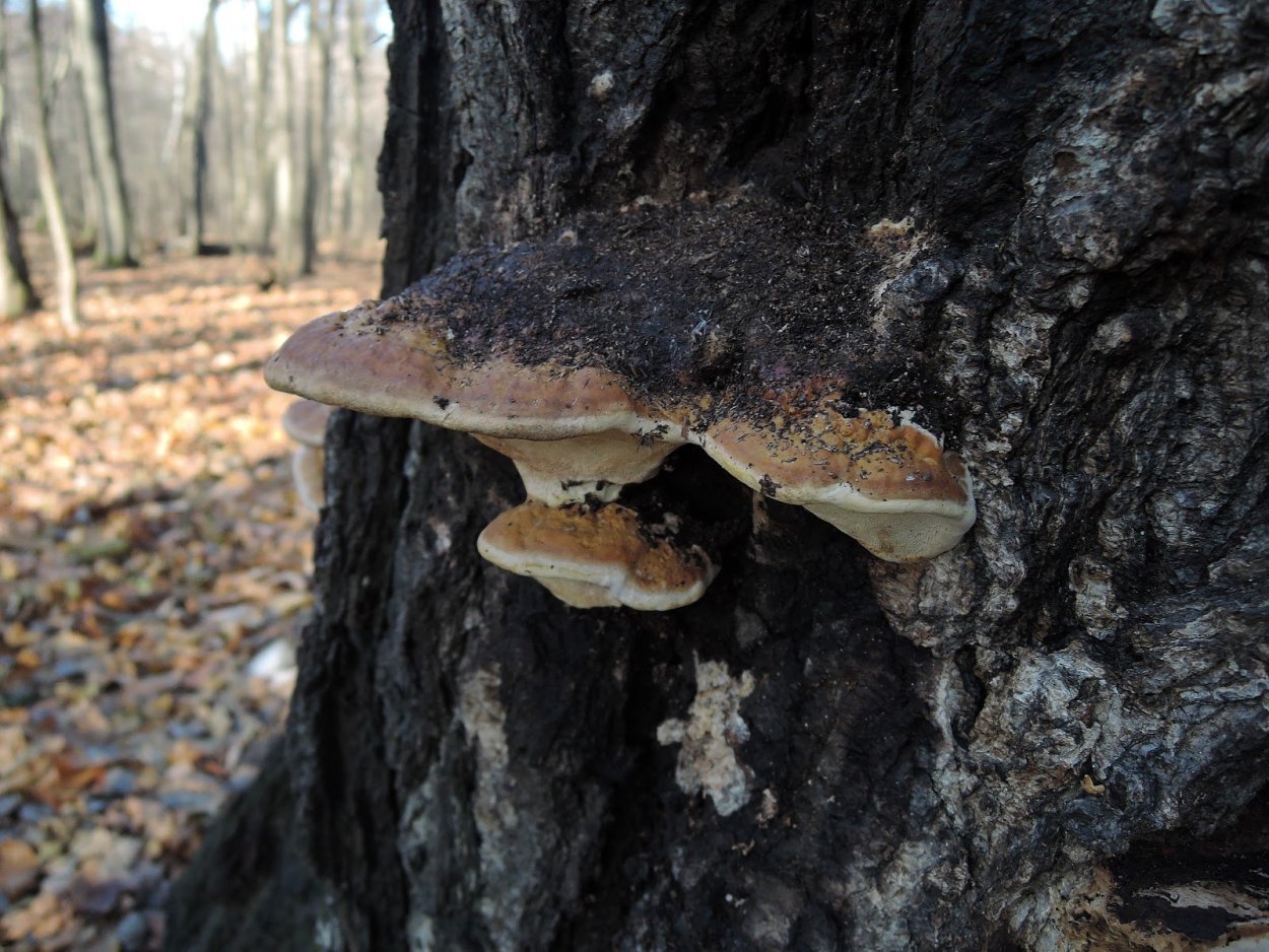 Агарикус трутовик лиственничный