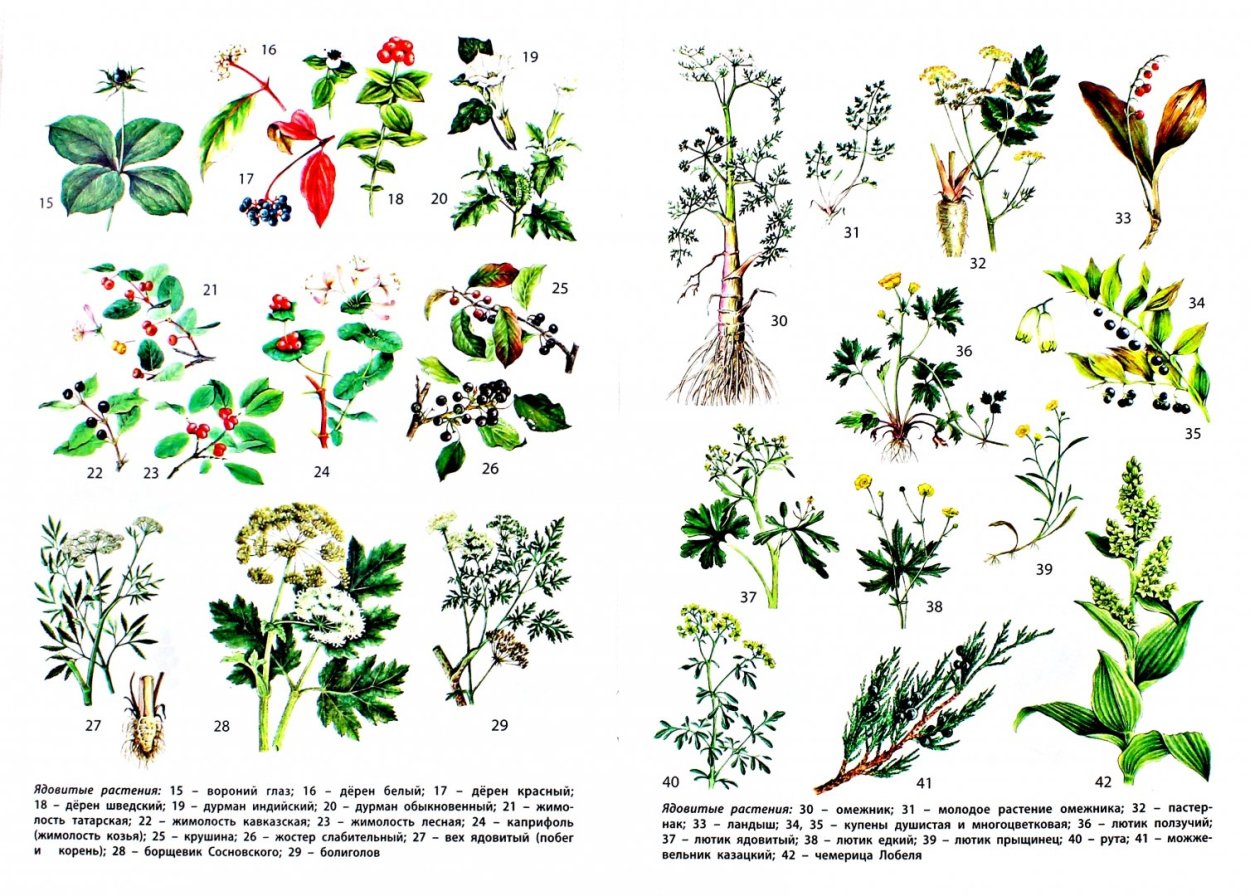 Ядовитые растения России