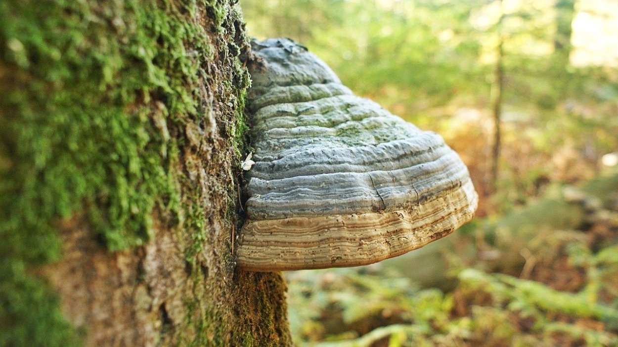 Трутовик настоящий fomes fomentarius