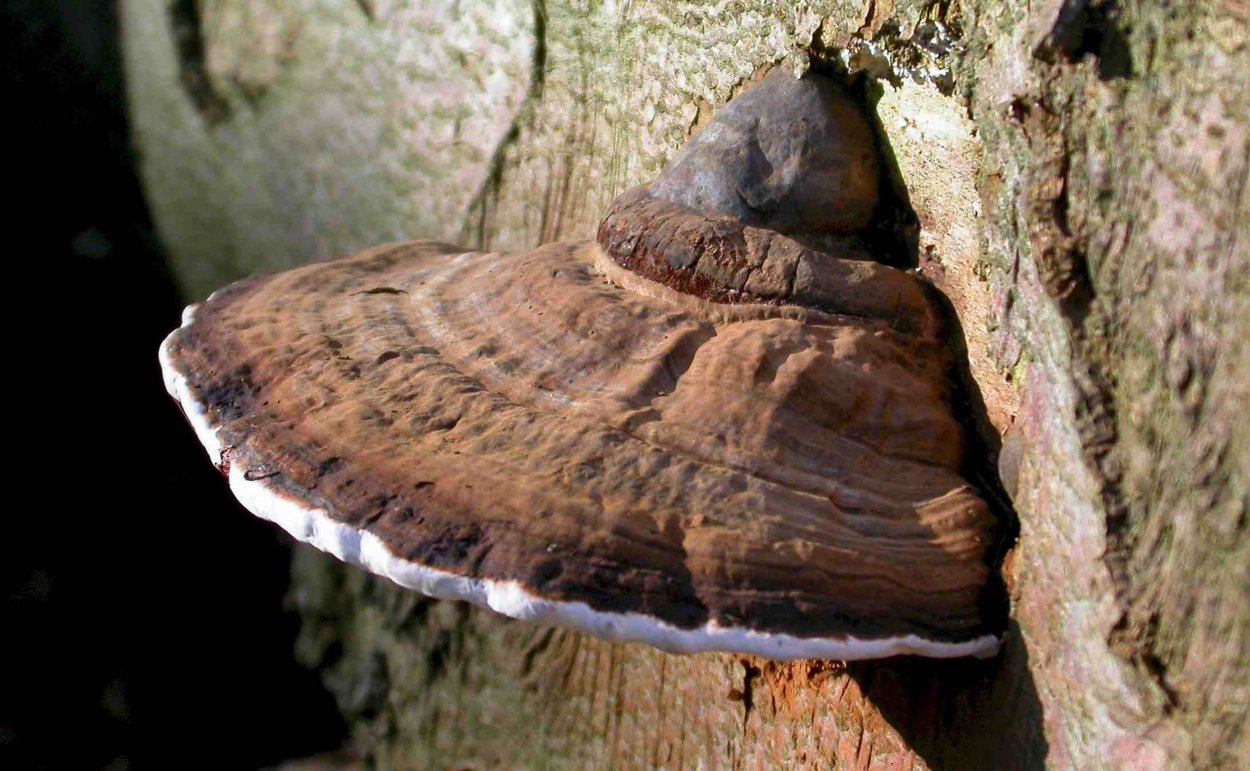 Трутовик ложный осиновый Phellinus tremulae
