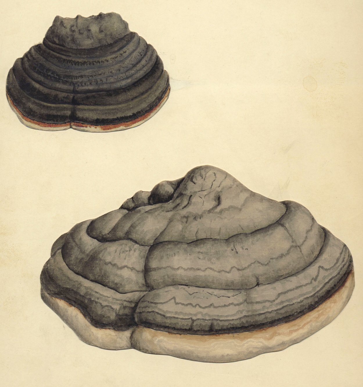 Фомитопсис лекарственный