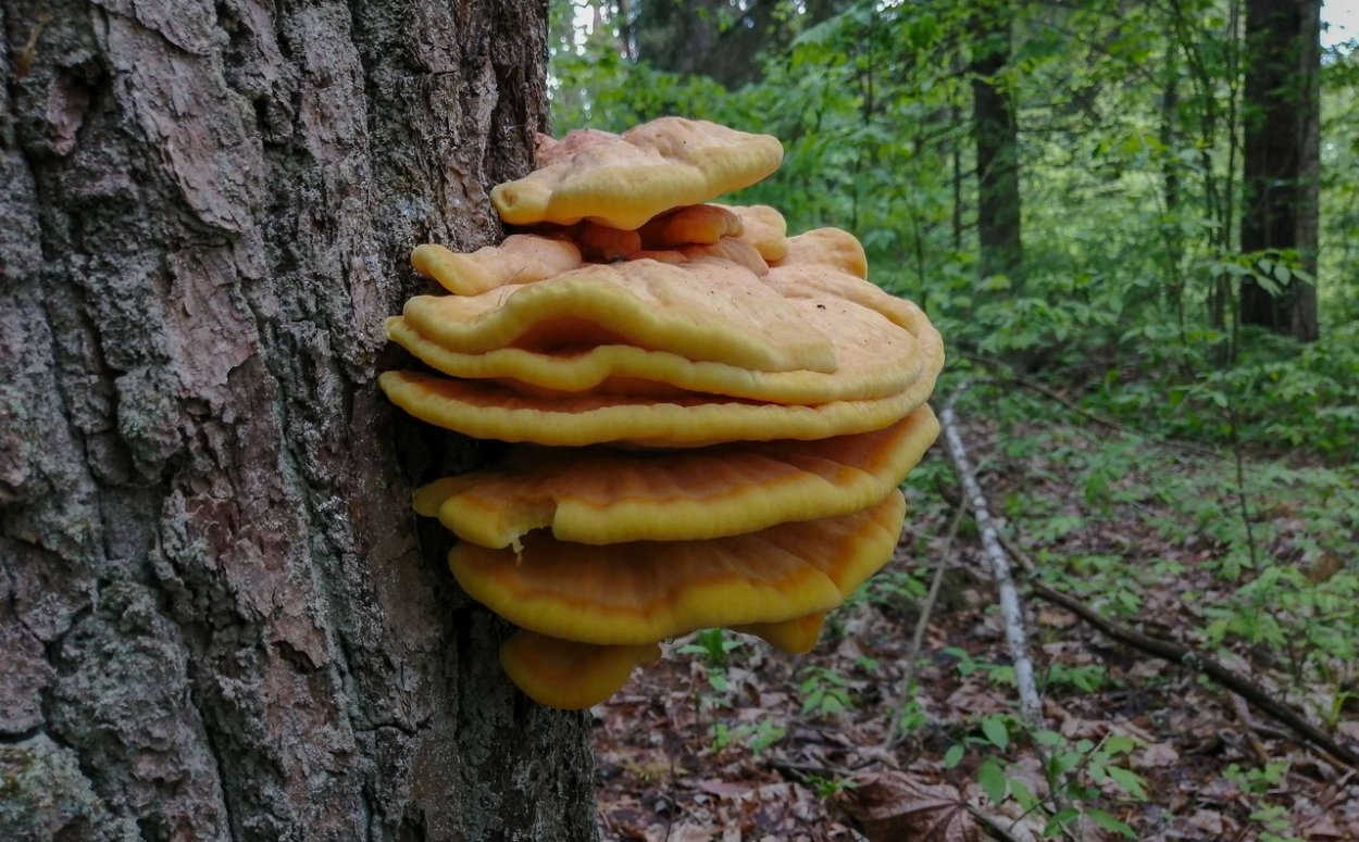 Трутовик плоский Ganoderma applanatum