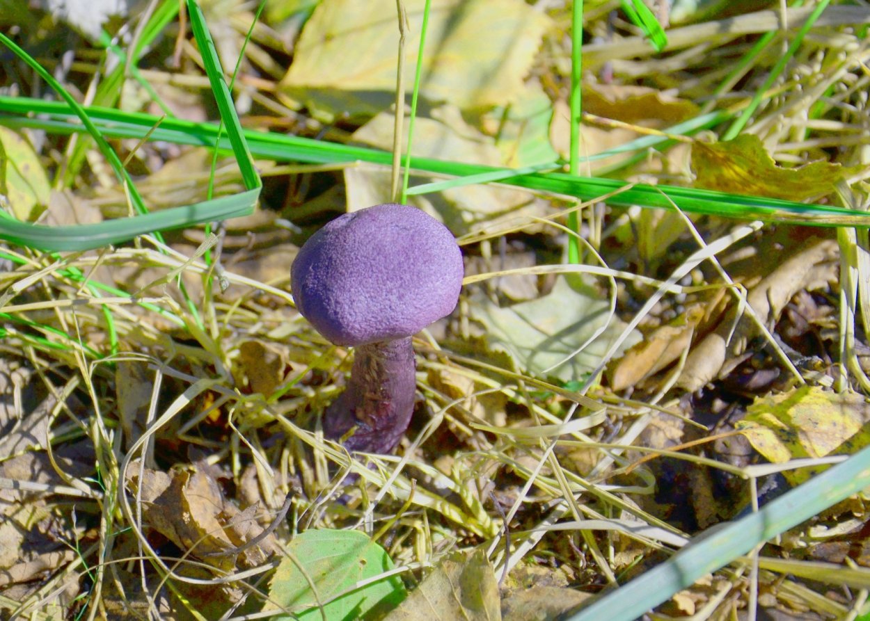 Фиолетовый паутинник Московской области