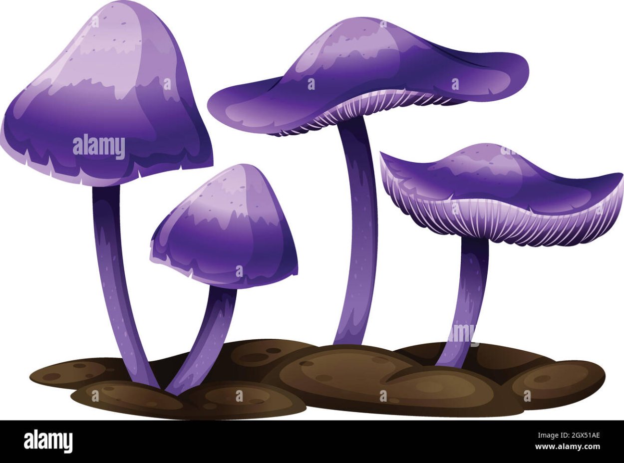 Фиолетовый гриб Анапа на тонкой ножке