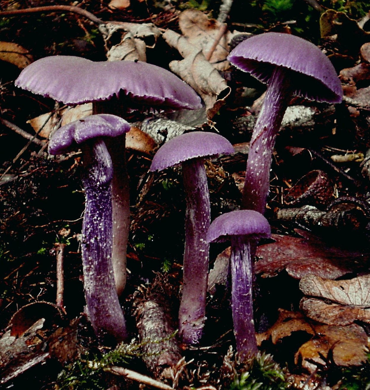 Лаковица Аметистовая / Amethyst Deceiver