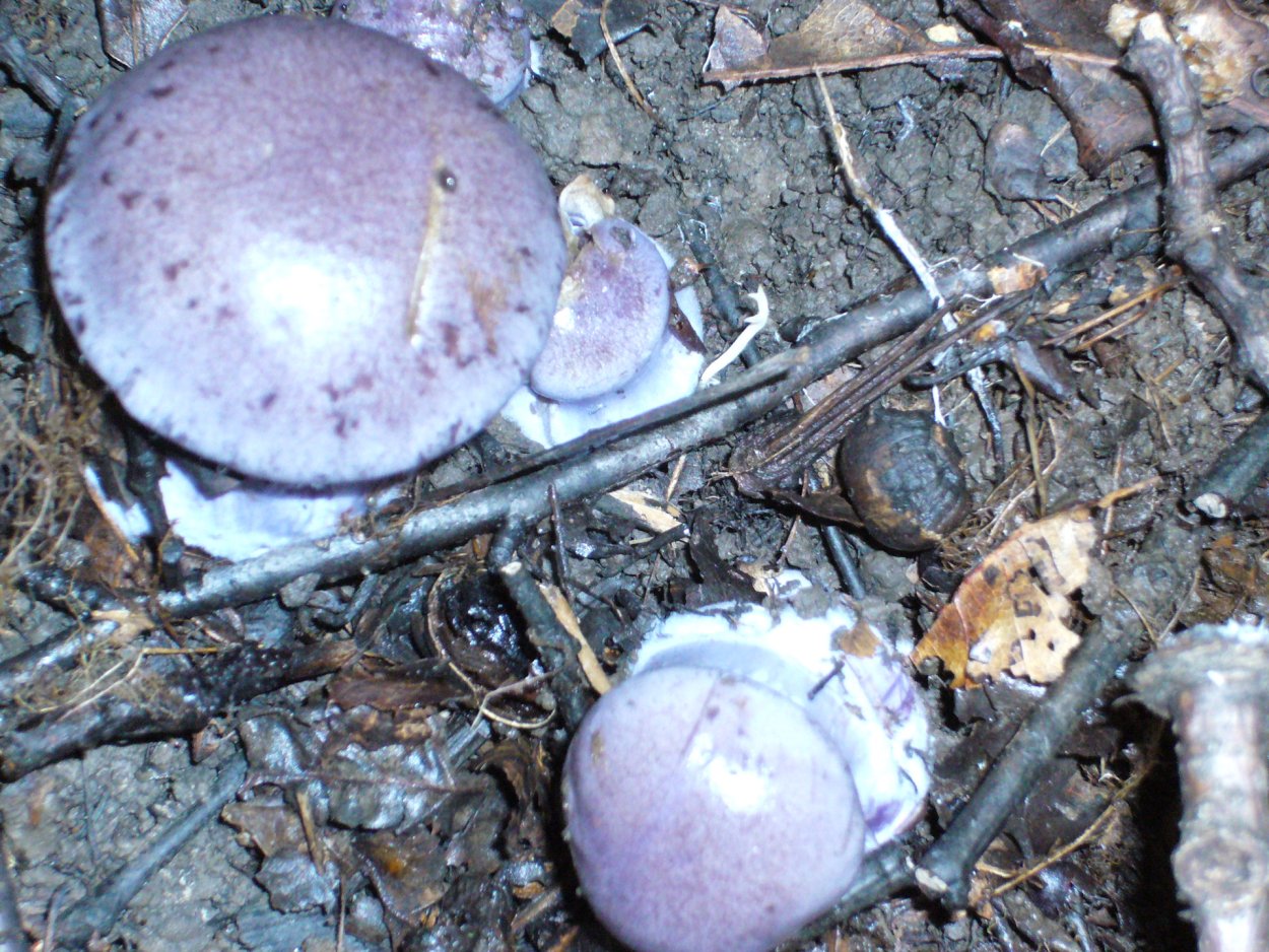 Фиолетовый гриб с толстой ножкой