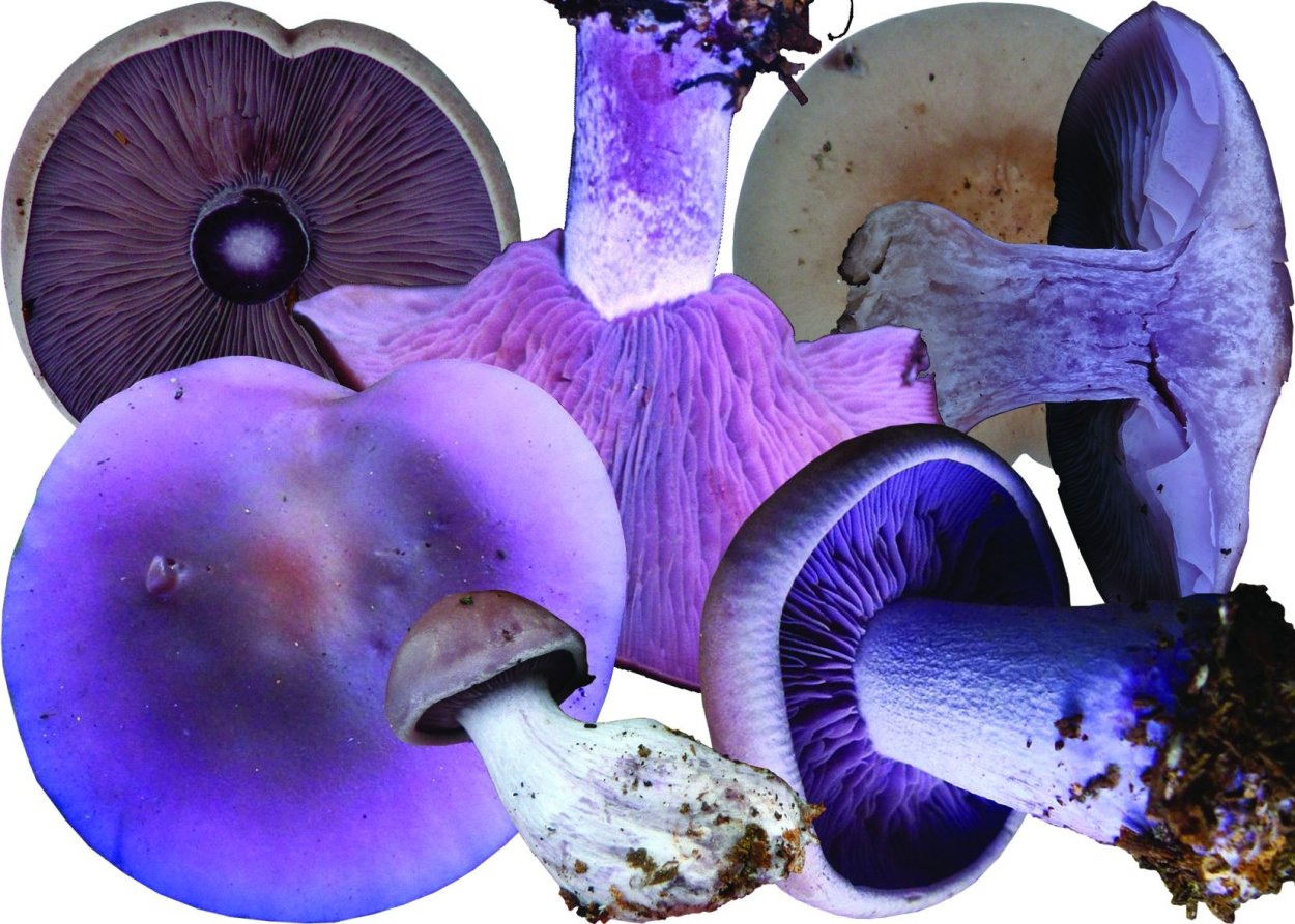 Грибы рядовки Синюшки