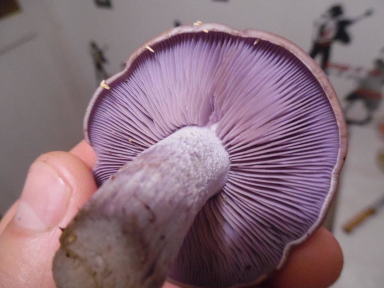 Паутинник фиолетовый гриб