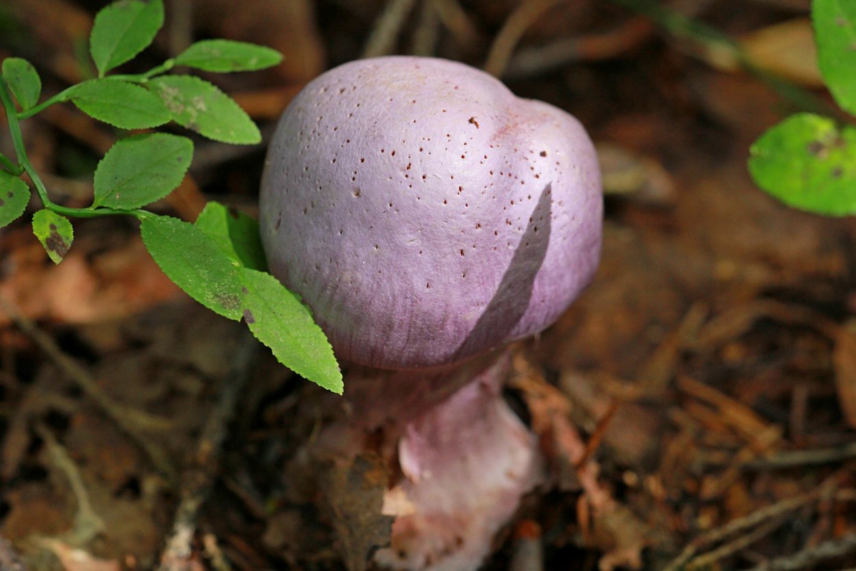 Фиолетовый гриб с толстой ножкой