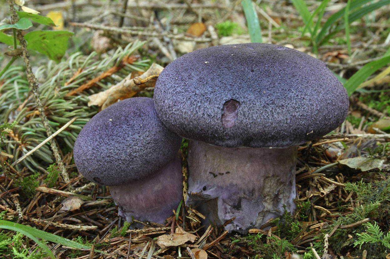 Laccaria amethystina
