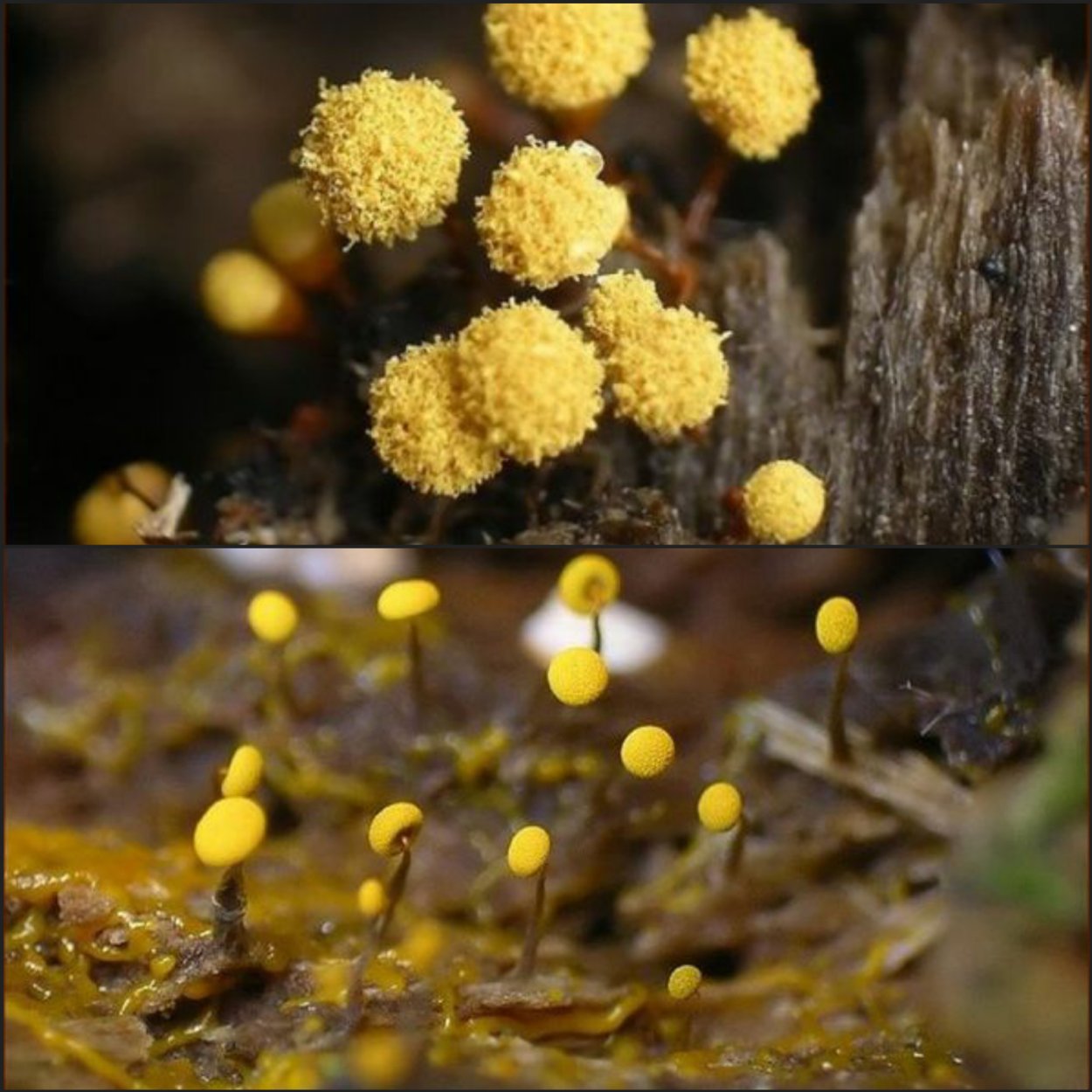 Слизевик плазмодий