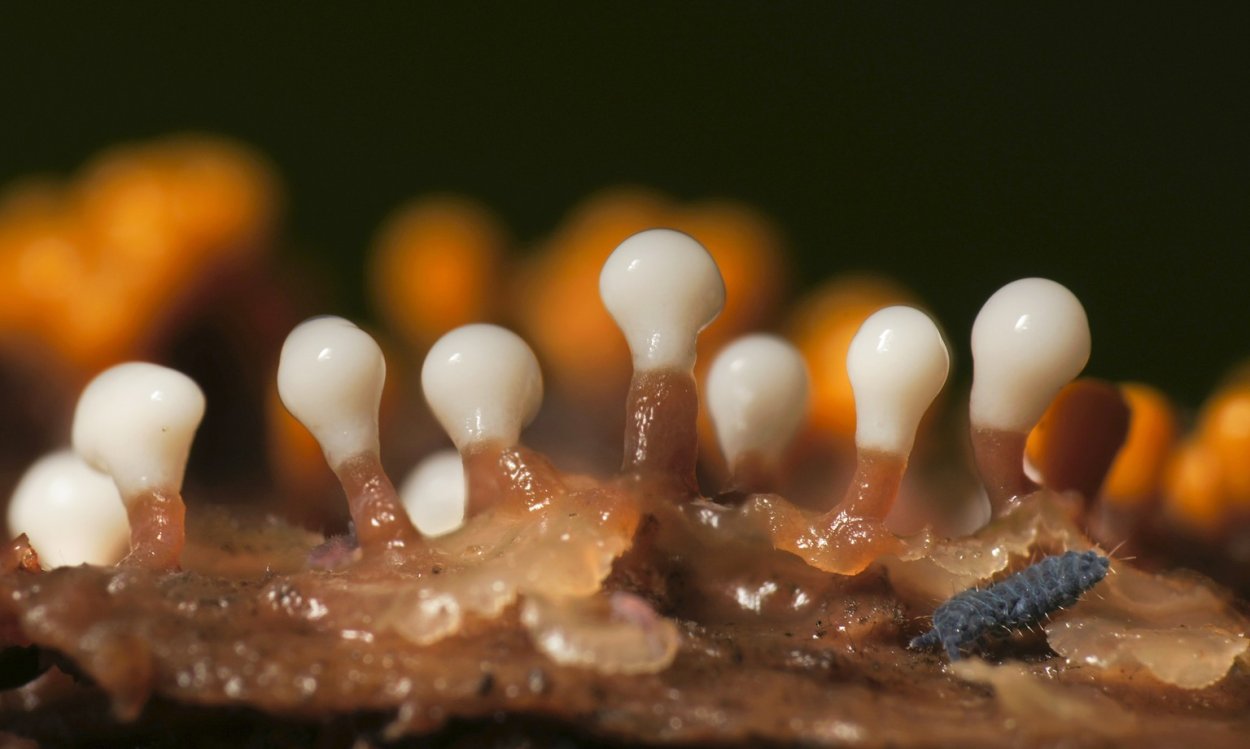 Физарум ПОЛИЦЕФАЛУМ слизевики