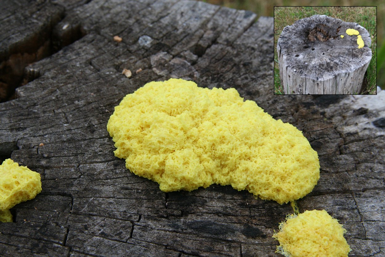 Миксомицеты царство