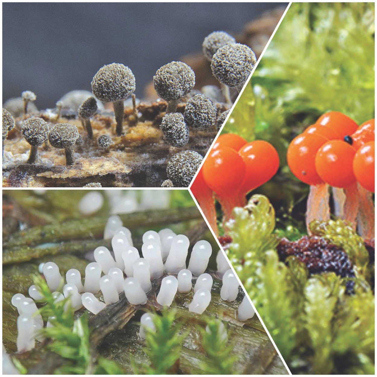 Миксомицет Фулиго