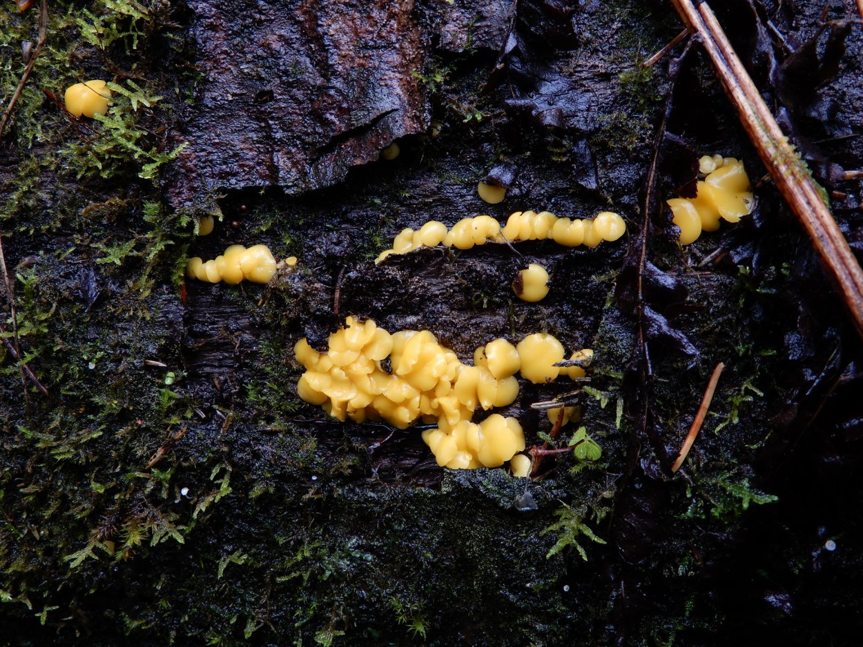 Плазмодий гриб