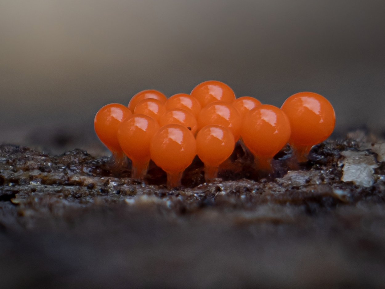 Слизевик Физарум