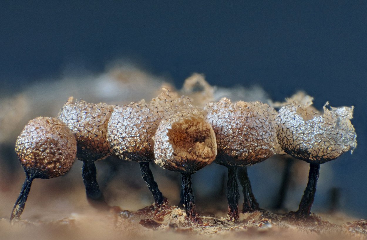 Гриб Фулиго