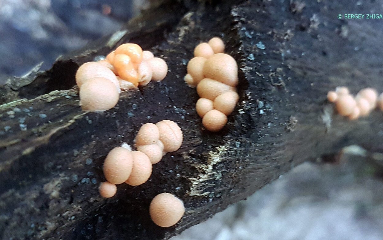 Слизевик плазмодий