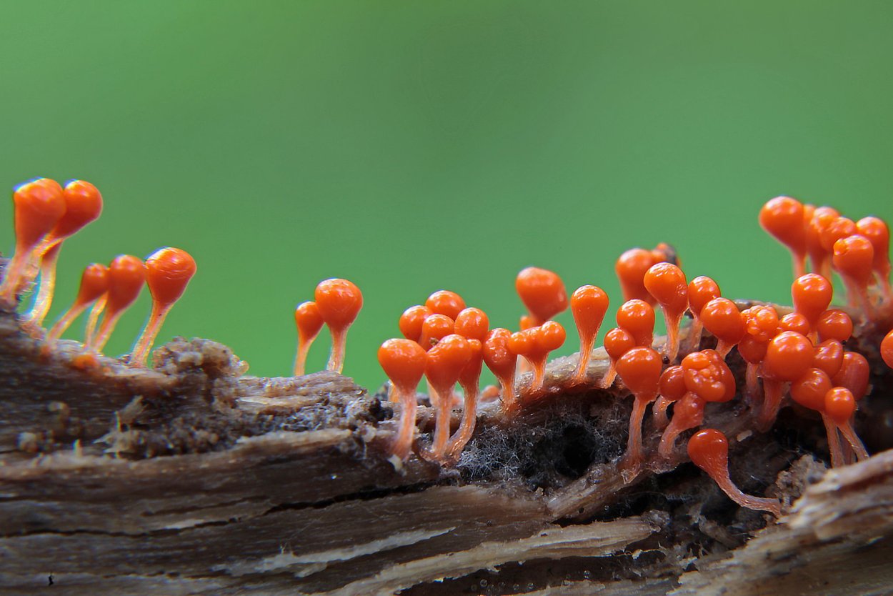 Миксомицеты определитель