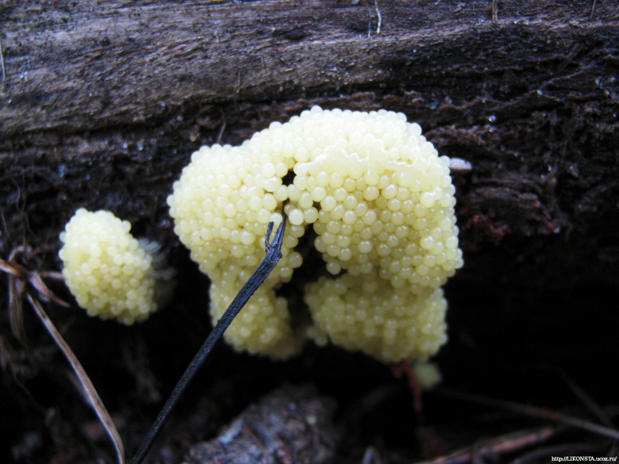 Elaeomyxa Cerifera
