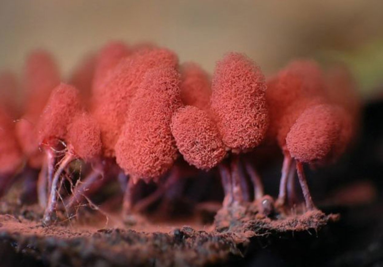 Elaeomyxa Cerifera Радужный пурпурный гриб