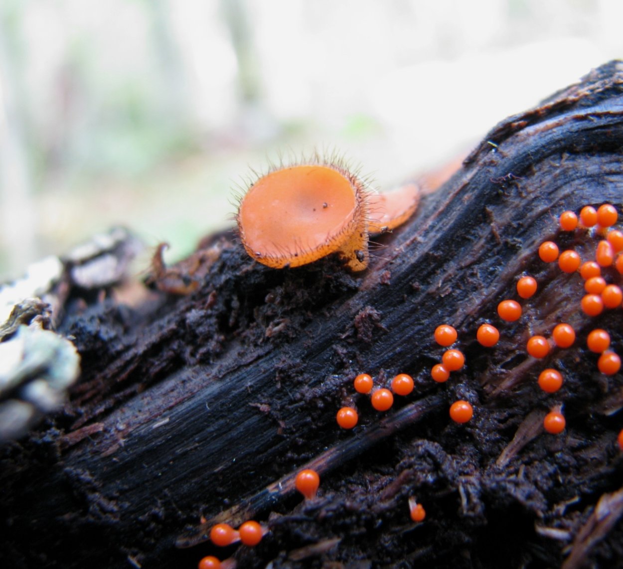 Fuligo septica,,слизевик