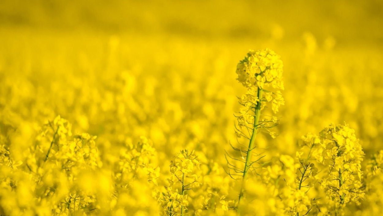 Желтые полевые цветы