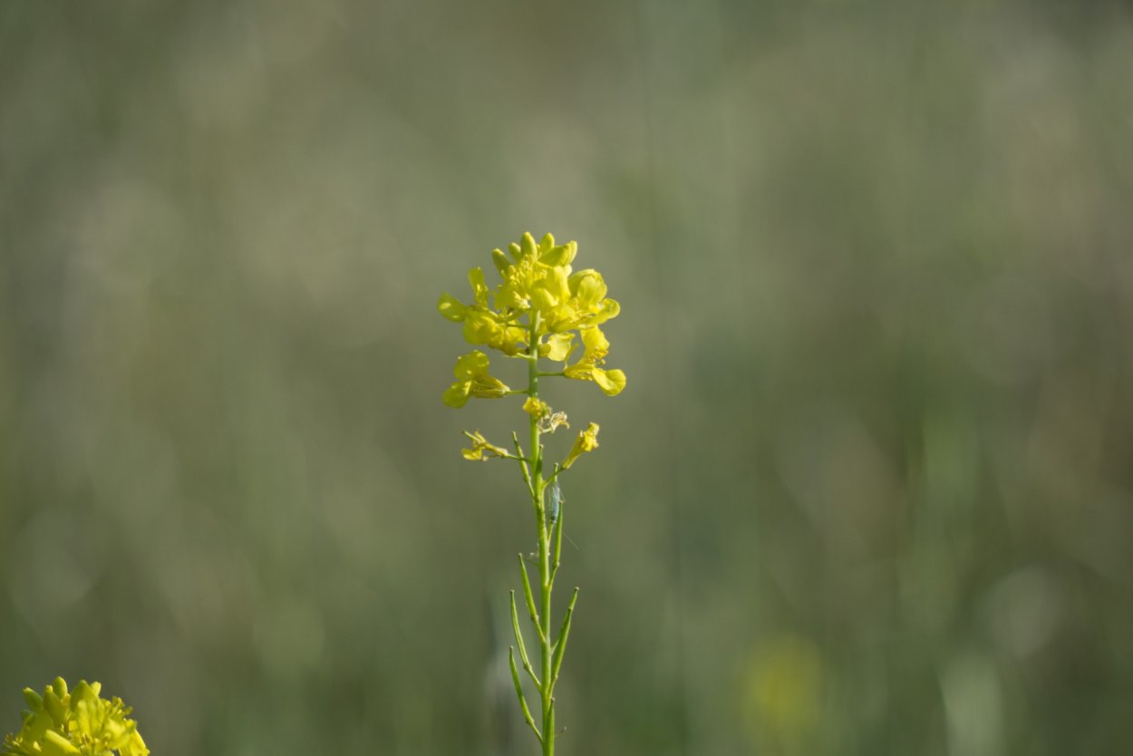 Желтоголовник Луговой