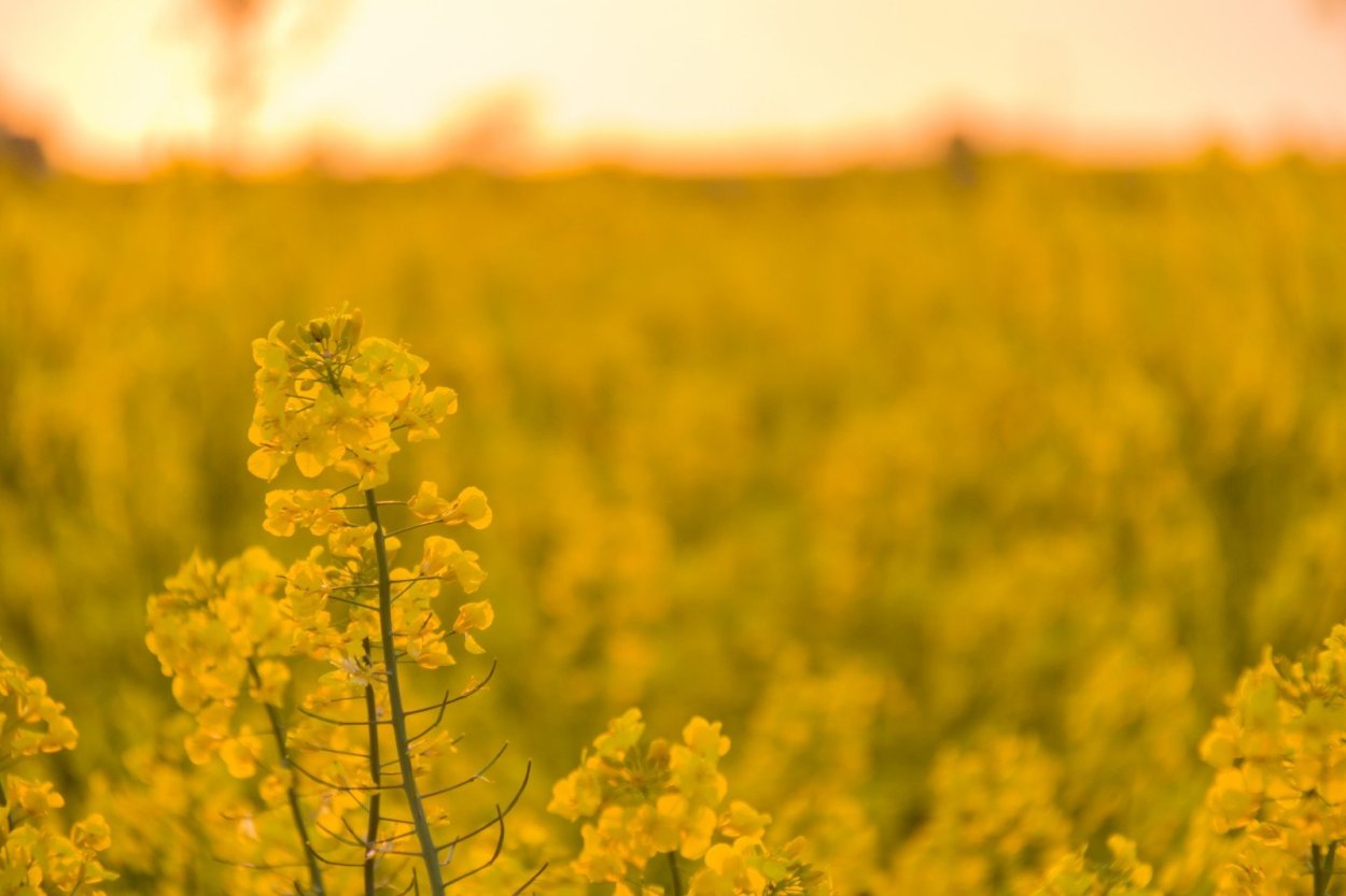 Люпин жёлтый