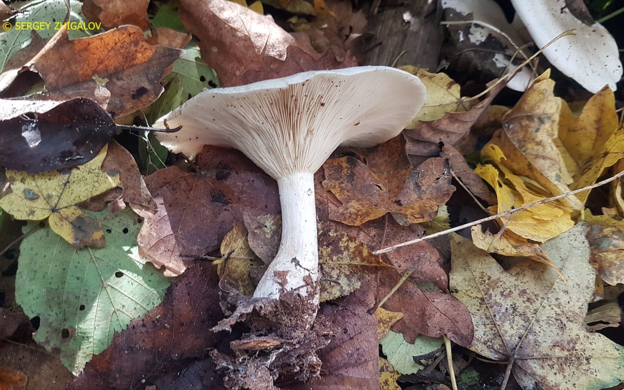 Дымчатая говорушка Clitocybe nebularis