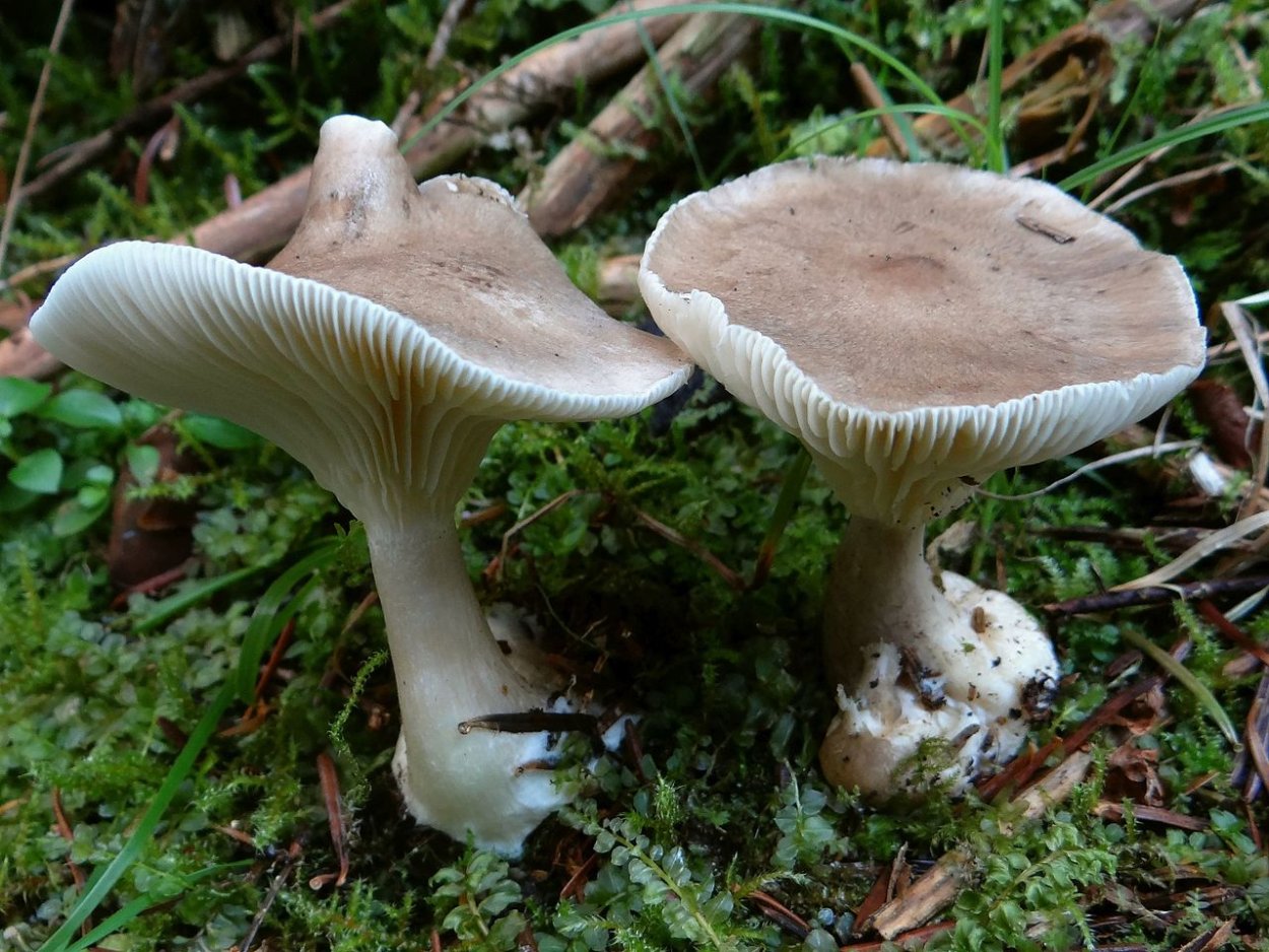 Говорушка булавоногая (Ampulloclitocybe clavipes, Clitocybe clavipes)