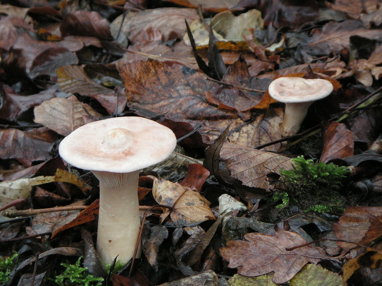 Говорушка бокаловидная Pseudoclitocybe cyathiformis