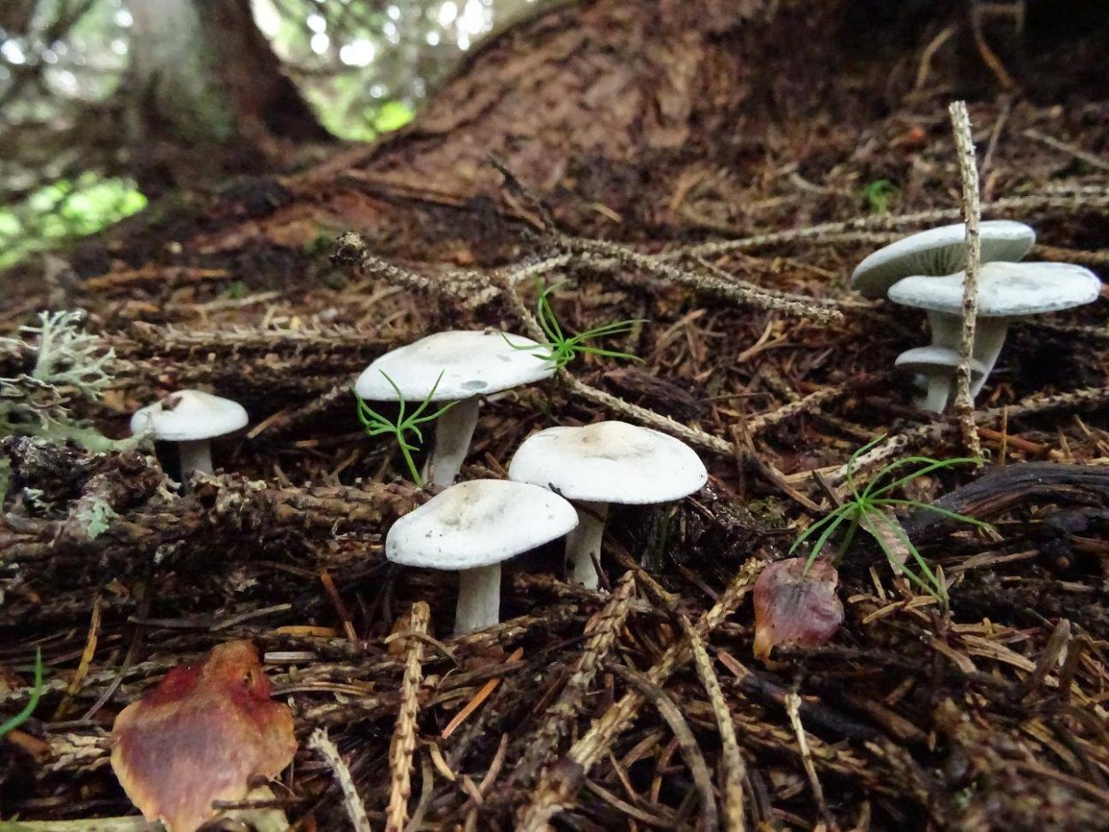 Говорушка ворончатая белая