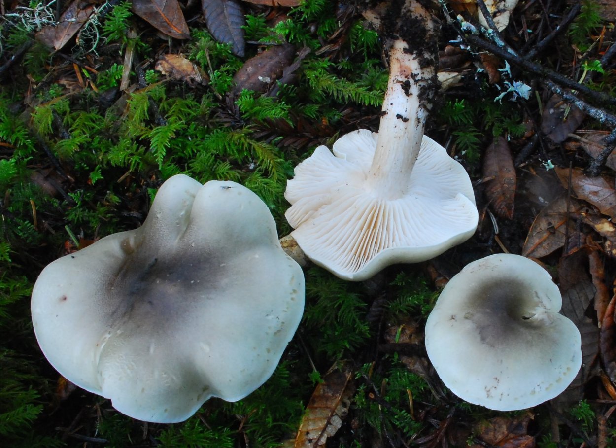 Tricholoma rapipes