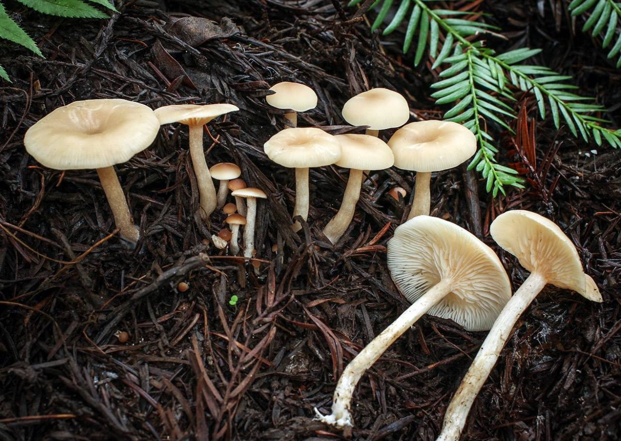 Гриб говорушка благоухающая