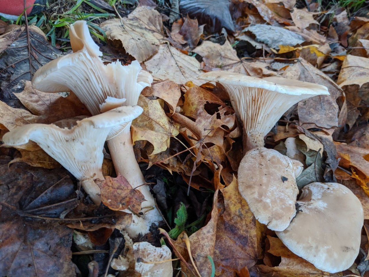 Говорушка блюдцевидная (Clitocybe catinus)