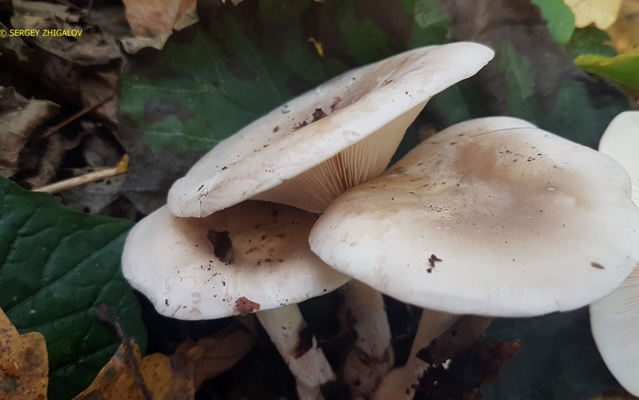Дымчатая говорушка Clitocybe nebularis
